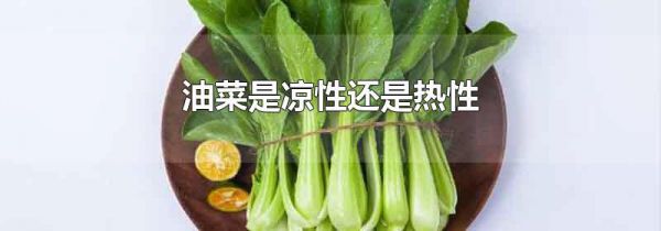 油菜是凉性还是热性