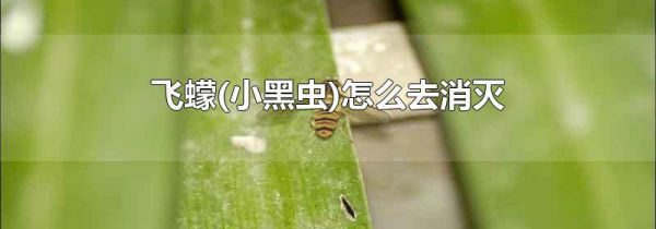 飞蠓(小黑虫)怎么去消灭