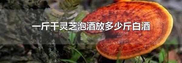 一斤干灵芝泡酒放多少斤白酒