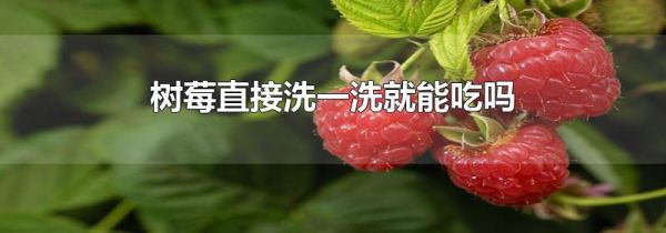 树莓直接洗一洗就能吃吗