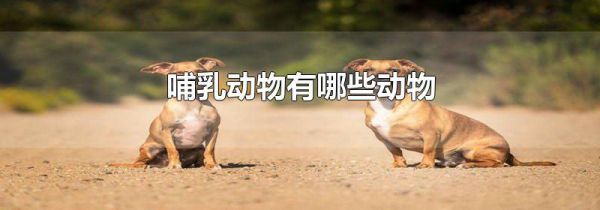 哺乳动物有哪些动物