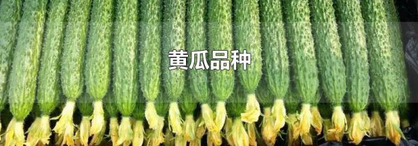 黄瓜品种