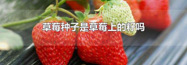 草莓种子是草莓上的籽吗