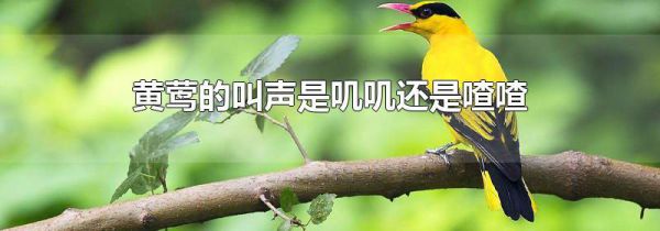 黄莺的叫声是叽叽还是喳喳