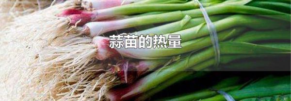 蒜苗的热量