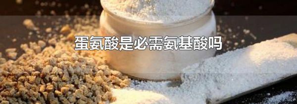 蛋氨酸是必需氨基酸吗