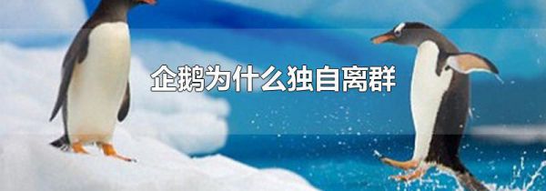 企鹅为什么独自离群