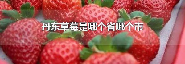 丹东草莓是哪个省哪个市