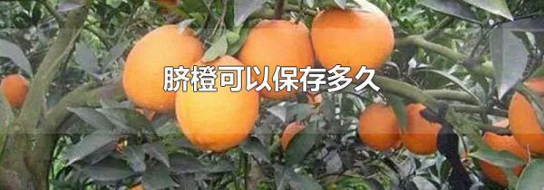 脐橙可以保存多久