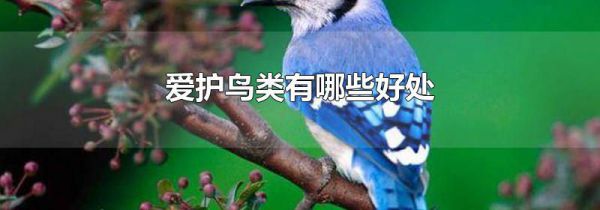 爱护鸟类有哪些好处