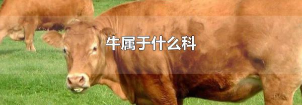 牛属于什么科