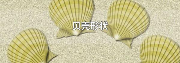 贝壳形状
