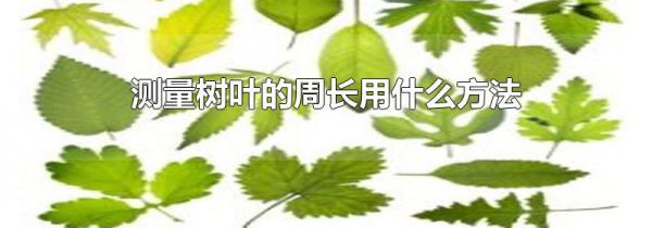 测量树叶的周长用什么方法