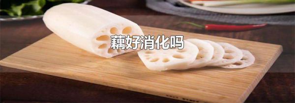 藕好消化吗