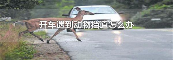 开车遇到动物挡道怎么办