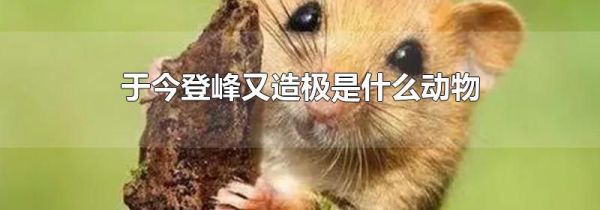 于今登峰又造极是什么动物