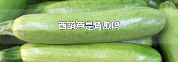 西葫芦是角瓜吗