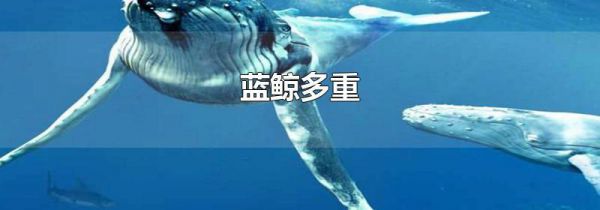 蓝鲸多重