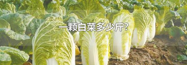 一颗白菜多少斤?
