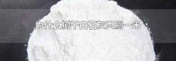 为什么树干白石灰只刷一米