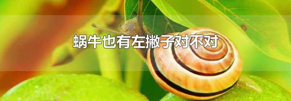 蜗牛也有左撇子对不对
