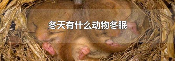 冬天有什么动物冬眠