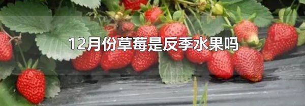 12月份草莓是反季水果吗