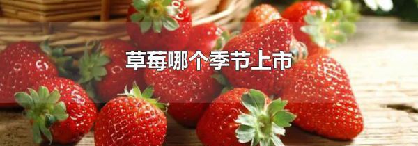 草莓哪个季节上市