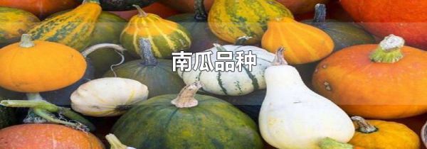 南瓜品种