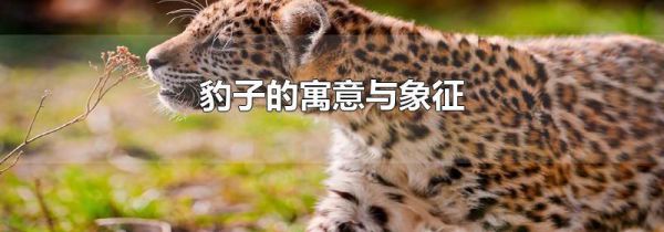 豹子的寓意与象征