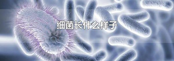 细菌长什么样子