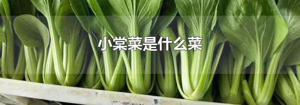 小棠菜是什么菜