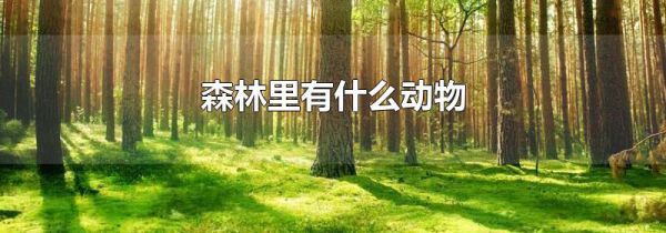 森林里有什么动物