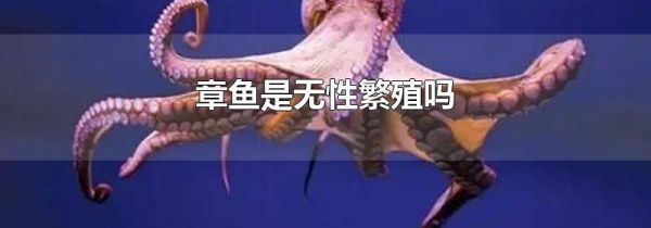 章鱼是无性繁殖吗