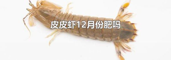 皮皮虾12月份肥吗