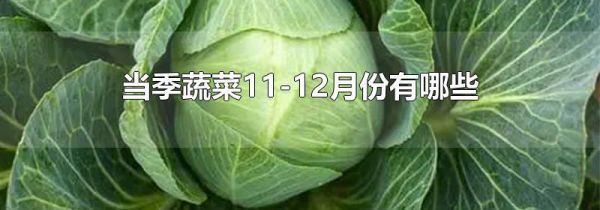 当季蔬菜11-12月份有哪些