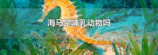 海马是哺乳动物吗