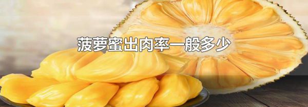 菠萝蜜出肉率一般多少