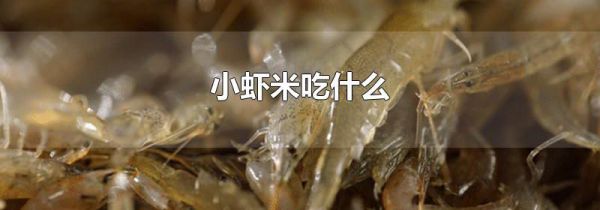 小虾米吃什么