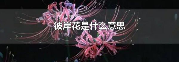 彼岸花是什么意思