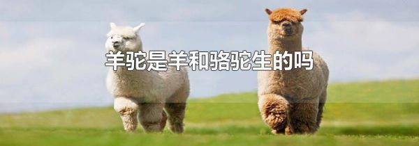 羊驼是羊和骆驼生的吗