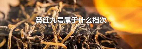 英红九号属于什么档次