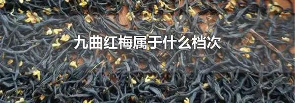 九曲红梅属于什么档次