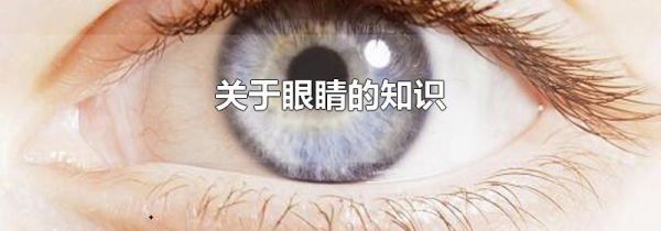 关于眼睛的知识