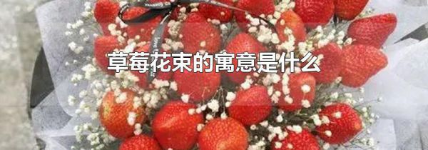 草莓花束的寓意是什么