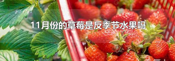 11月份的草莓是反季节水果吗