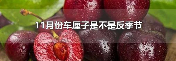 11月份车厘子是不是反季节