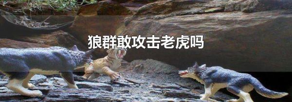 狼群敢攻击老虎吗