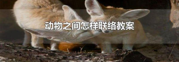 动物之间怎样联络教案