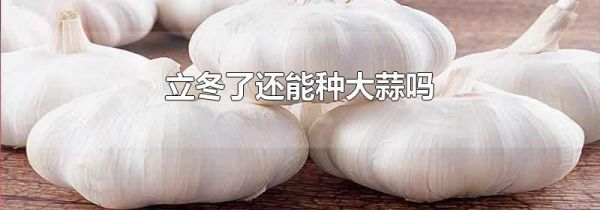 立冬了还能种大蒜吗